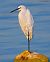 Garzetta (Egretta garzetta) © Angelo Pasqua