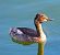 Svasso piccolo (Podiceps nigricollis) © Angelo Pasqua