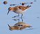 Gambecchio comune (Calidris minuta) © Angelo Pasqua