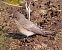 Pigliamosche (Muscicapa striata) © Angelo Pasqua
