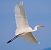 Airone bianco (Ardea alba) © Angelo Pasqua
