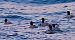 Smergo maggiore (Mergus merganser) © Angelo Pasqua