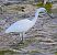 Garzetta (Egretta garzetta) © Angelo Pasqua