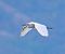 Garzetta (Egretta garzetta) © Angelo Pasqua