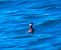 Svasso collorosso (Podiceps grisegena) © Angelo Pasqua