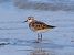 Gambecchio comune (Calidris minuta) © Angelo Pasqua