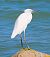 Garzetta (Egretta garzetta) © Angelo Pasqua