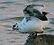 Folaga (Fulica atra) © Angelo Pasqua