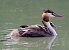 Svasso maggiore (Podiceps cristatus) © Angelo Pasqua