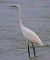 Airone bianco (Ardea alba) © Angelo Pasqua