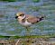 Corriere piccolo (Charadrius dubius) © Angelo Pasqua