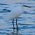 Little Egret (Egretta garzetta) © Angelo Pasqua