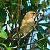 Cannareccione (Acrocephalus arundinaceus) © Angelo Pasqua
