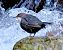 Wasseramsel (Cinclus cinclus) © Angelo Pasqua