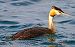 Svasso maggiore (Podiceps cristatus) © Angelo Pasqua