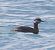 Svasso collorosso (Podiceps grisegena) © Angelo Pasqua
