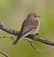 Pigliamosche (Muscicapa striata) © Angelo Pasqua