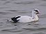 Eurasian Coot (Fulica atra) © Angelo Pasqua