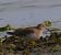 Gambecchio nano (Calidris temminckii) © Angelo Pasqua