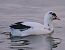 Folaga (Fulica atra) © Angelo Pasqua