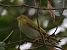 Luì verde (Phylloscopus sibilatrix) © Angelo Pasqua
