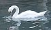 Cigno reale (Cygnus olor) © Angelo Pasqua