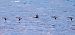 Smergo maggiore (Mergus merganser) © Angelo Pasqua