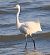 Garzetta (Egretta garzetta) © Angelo Pasqua