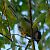 Cinciallegra (Parus major) © Angelo Pasqua