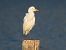 Airone guardabuoi (Ardea ibis) © Roberto Boscaini