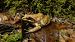 Rana appenninica (Rana italica) © Massimo Gigante