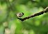 Cincia bigia (Poecile palustris) © Luigi Gennari