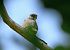 Lodolaio (Falco subbuteo) © Luigi Gennari