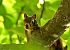 Scoiattolo comune europeo (Sciurus vulgaris) © Luigi Gennari