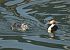 Svasso maggiore (Podiceps cristatus) © Luigi Gennari