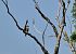 Lodolaio (Falco subbuteo) © Luigi Gennari