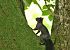 Ecureuil roux (Sciurus vulgaris) © Luigi Gennari