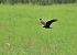 Falco di palude (Circus aeruginosus) © Luigi Gennari