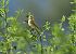Stiaccino (Saxicola rubetra) © Luigi Gennari