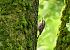 Rampichino comune (Certhia brachydactyla) © Luigi Gennari