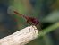 Trithemis annulata © Dimitri Marrone