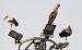 Cicogna bianca (Ciconia ciconia) © Pamela Lagalante