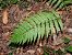 Dryopteris borreri © Mirko Tomasi