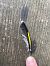 Cardellino (Carduelis carduelis) Anonimo