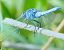 Orthetrum brunneum © Maria Rita Gelso