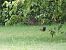 Scoiattolo comune europeo (Sciurus vulgaris) © Maria Rita Gelso