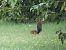 Scoiattolo comune europeo (Sciurus vulgaris) © Maria Rita Gelso