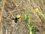 Xylocopa violacea © Maria Rita Gelso