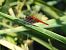 Crocothemis erythraea © Maria Rita Gelso