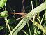 Crocothemis erythraea © Maria Rita Gelso